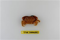 藏品(光輝瘤蟹)的圖片